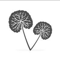 Centella Asiatica